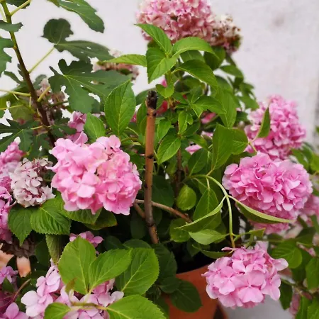 Pobri App3 Apartament *