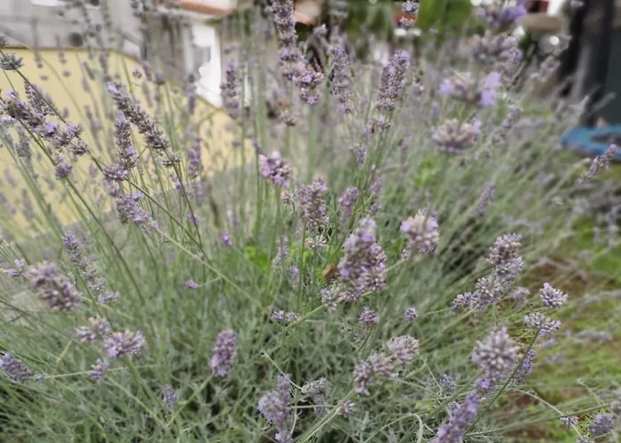 Lägenhet Pobri App3 *